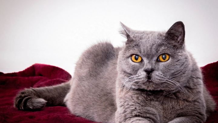 Британская короткошёрстная